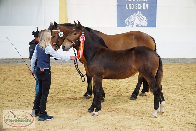 Gritzner Fohlen No BuCha