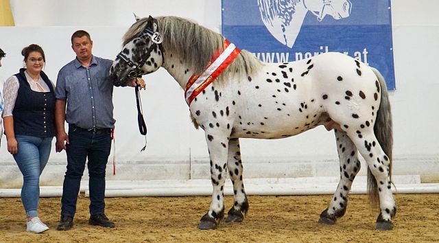 Körungssieger 2022 Walencio