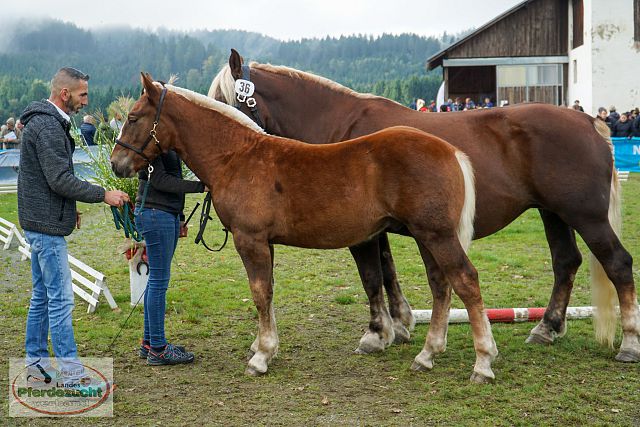 Screen Ossiacher Tauern Versteigerung Noriker 2023_