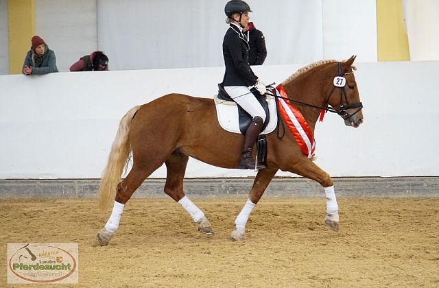 ARGE Noriker Bundeschampionat 2025