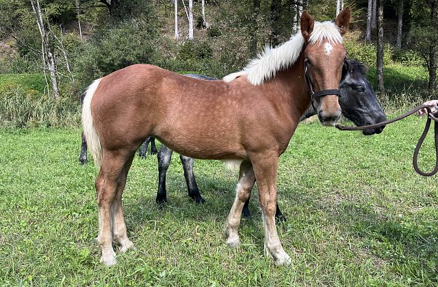 Noriker Verkaufspferde