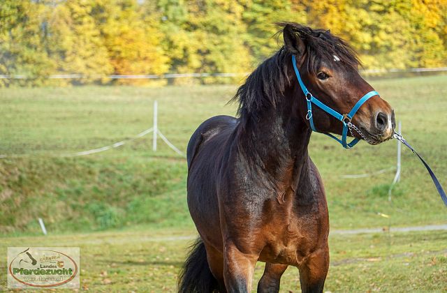 Impressionen Jährlingsmusterung 2025