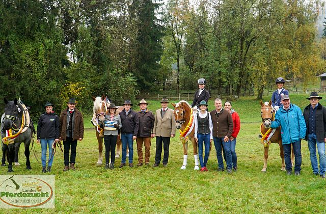 Kärntner Leistungsprüfung für Noriker, Haflinger & Warmblut