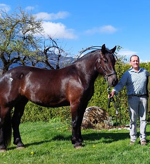 Norikerstute Baronesse-Estelle VPr.