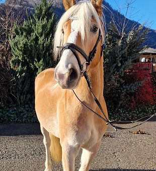 Haflinger Jungpferd Whisky