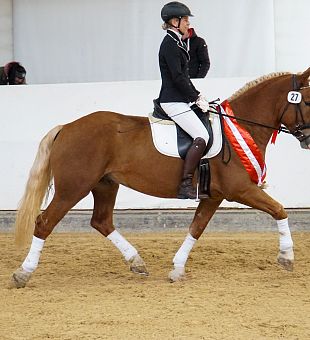 ARGE Noriker Bundeschampionat 2025