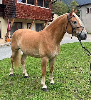 Haflinger Wallach Winnetou