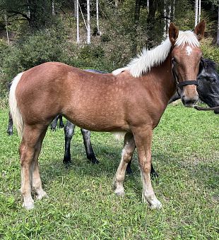 Noriker Stutfohlen Lillibeth