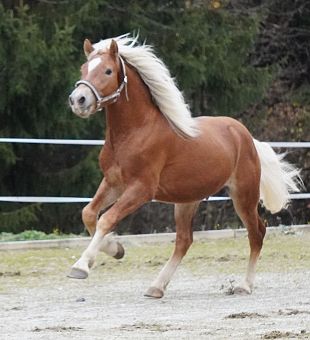 Haflinger Jungpferd Wayano