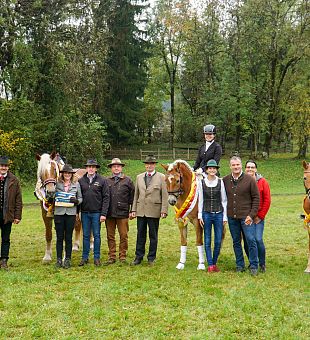 Kärntner Leistungsprüfung für Noriker, Haflinger & Warmblut