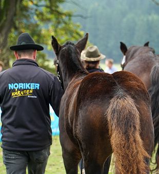 Noriker Hengstfohlenankauf mit Versteigerung