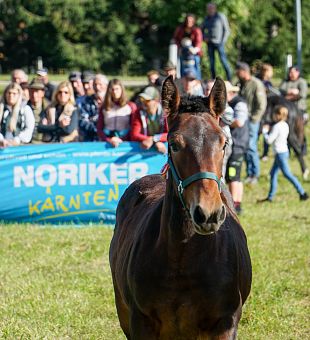 Fohlen- und Pferdeversteigerung Gmünd