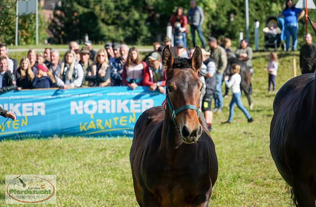Fohlen- und Pferdeversteigerung Gmünd