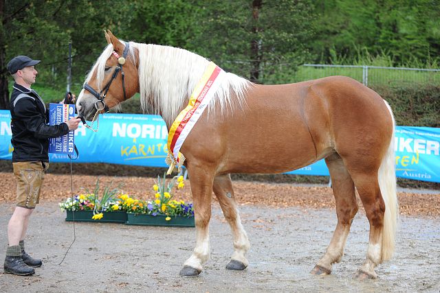 Mönch Nero XV - ihr Sohn der Körungssieger 2014 geritten von Beate Wolf