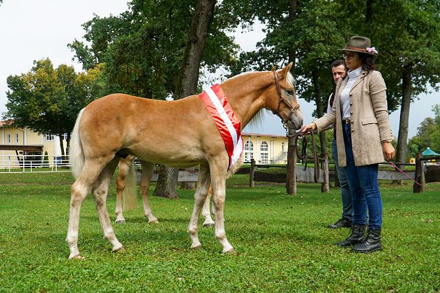 Antonis n. Arthos – 2. Bundesreservesiegerhengstfohlen, B. Stefanie Wuzella, TechelsbergWörthersee (privat)