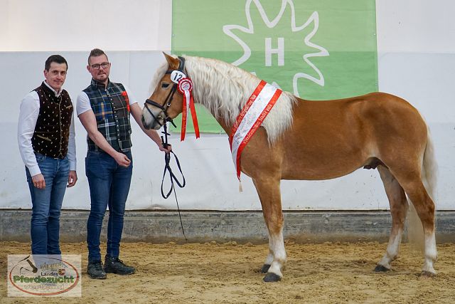 ARGE_HA_Hengstkörung_2026-44