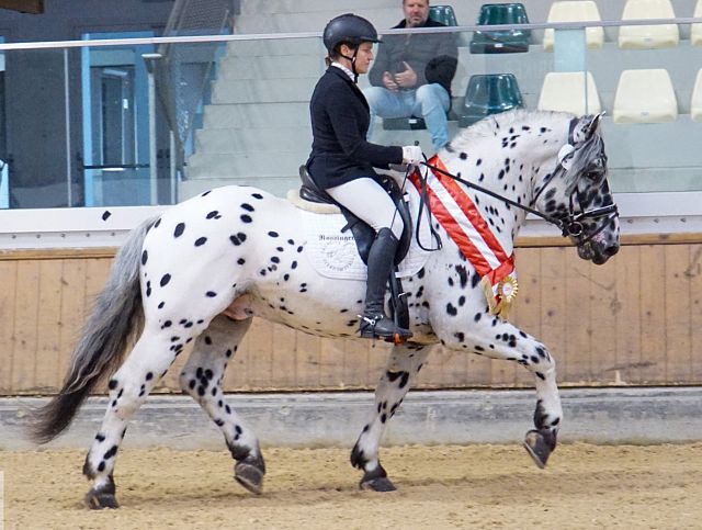 Bundessieger 3jährig – Godez Vulkan XVI n. Galvano Vulkan XV – B. LPZV Kärnten, Klagenfurt