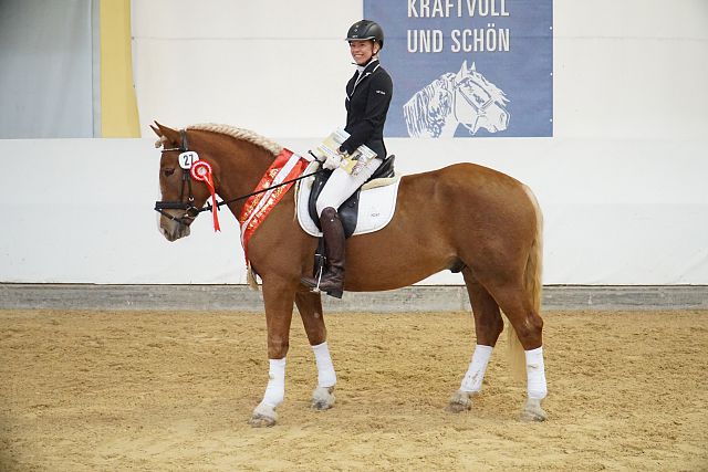 Bundessieger 5jährig – Zandoro Schaunitz XVII n. Zlan Schaunitz XVI – B. Jennifer Kandutsch, Thörl-Maglern