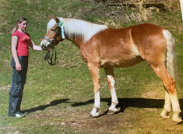 eva mit haflinger