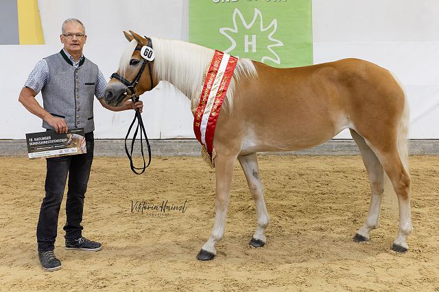 Fenja n. Walescano – 1. Bundesreservesiegerin vierjährige Mutterstuten, B. Dipl.-Ing. Dr. Andreas Zettl, Bad St. Leonhard (Viktoria Hainzl)
