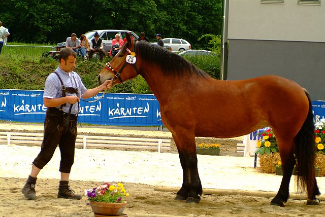 Mönch Nero XV - ihr Sohn der Körungssieger 2014 geritten von Beate Wolf