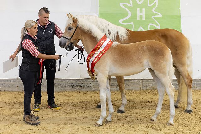 Nikita n. Almwind – Bundessiegerstutfohlen, B. Werner Glantschnig, Obervellach (Viktoria Hainzl)