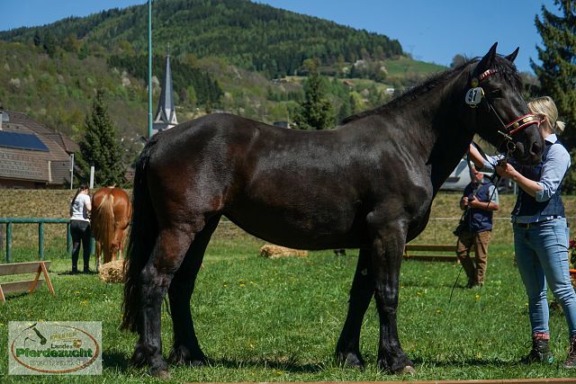 NO_STBA_Gmünd_Dellach_2026-28