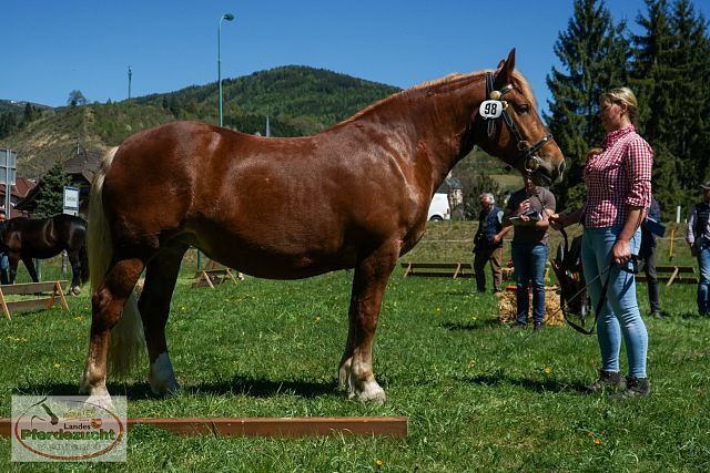 NO_STBA_Gmünd_Dellach_2026-30