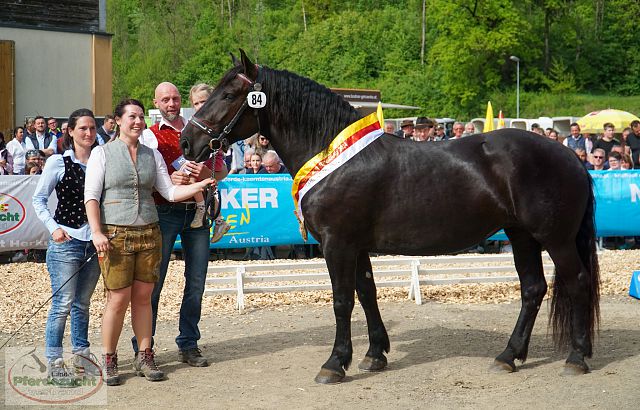 Noriker Landesjungstutenschau-005