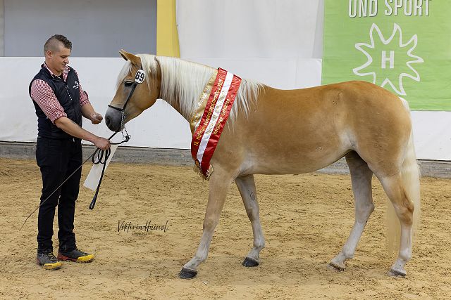 Tamina n. Walescano – 1. Bundesreservesiegerin vierjährige Galtstuten, B. Josef Schilcher, Stall im Mölltal (Viktoria Hainzl)