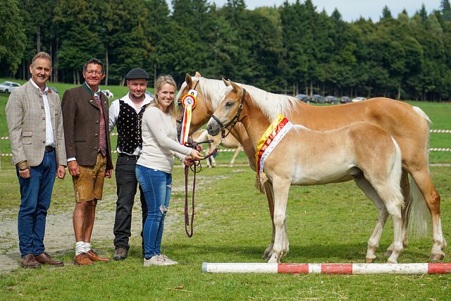 Weltjuwel, Landessiegerhengstfohlen, Z. u. B. Andreas Reibnegger, Glödnitz