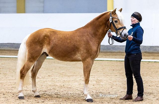 ARGE Haflinger Hengstkörung 2025