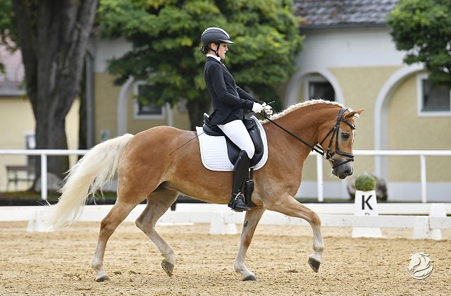 Haflinger Spring- und Dressurturnier (CDNH-C/CSNH-C)