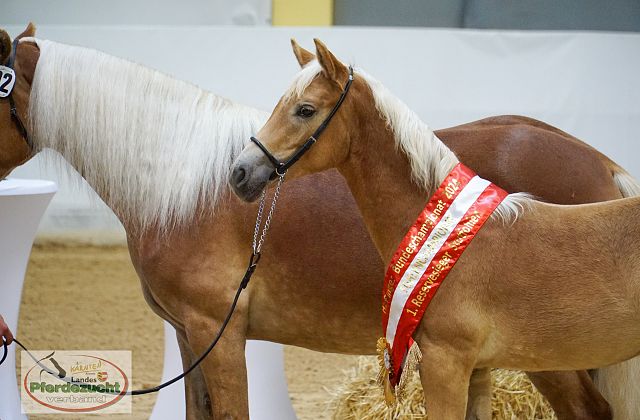 ARGE Haflinger Bundeschampionat 2024