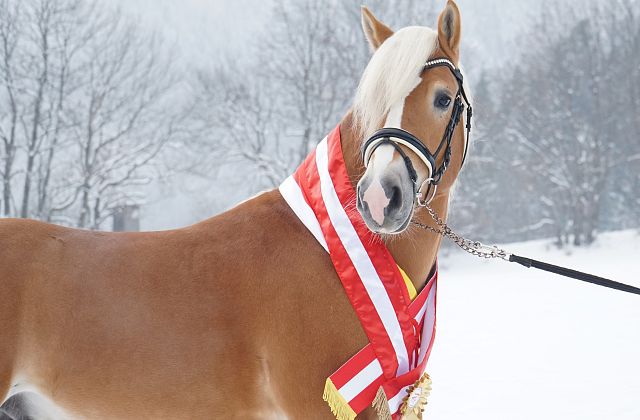 Zuchthengst WALESCANO - Pferd des Jahres 2024