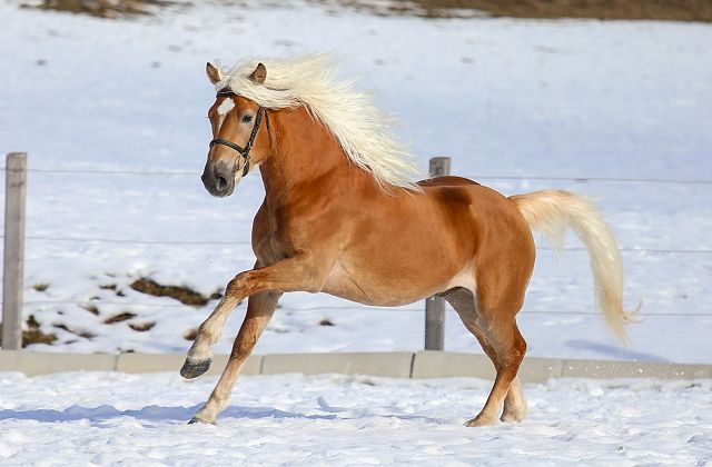 Haflinger Verkaufspferde