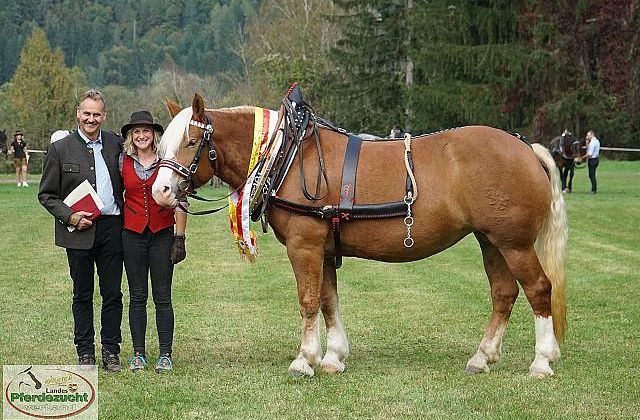 29. Kärntner Leistungsprüfung für Noriker und Haflinger