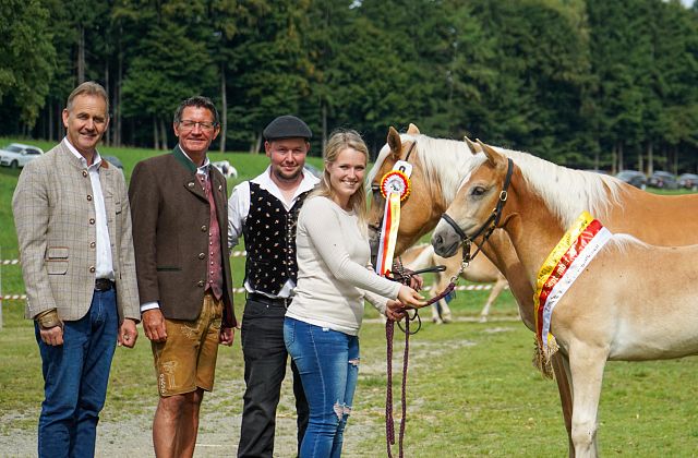 Kärntner Haflinger Fohlenschau und Haflinger Umgänglichkeitsprüfung 2025