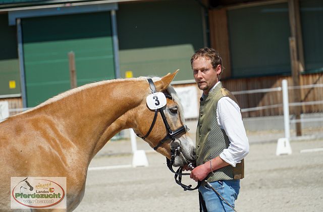 Haflinger Stutbuchaufnahme und Landesjungstutenschau 2025