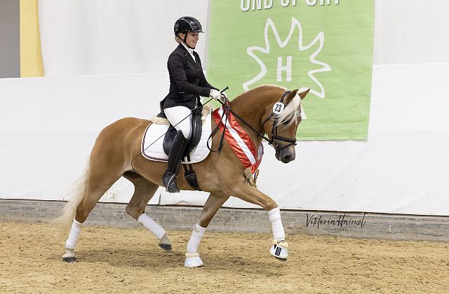 ARGE Haflinger Bundesjungstutenschau & Bundeschampionat 2025
