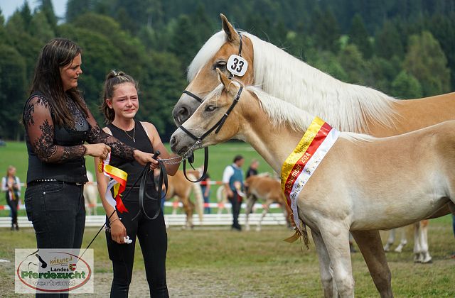 Kärntner Haflinger Fohlenschau und Haflinger Umgänglichkeitsprüfung 2024