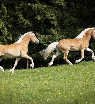 Weideaustrieb 2023