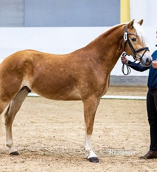 ARGE Haflinger Hengstkörung 2025