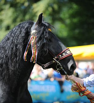 Noriker Zuchthengst Holstein Schaunitz XVII