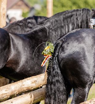 7. Kärntner Landeshengstschau 2025