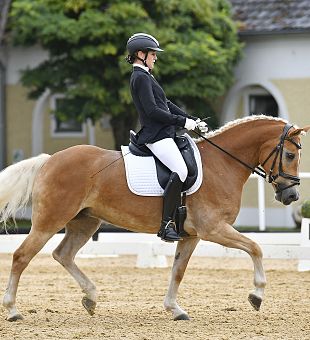 Haflinger Spring- und Dressurturnier (CDNH-C/CSNH-C)
