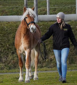 Haflinger Jungpferd Nottingham