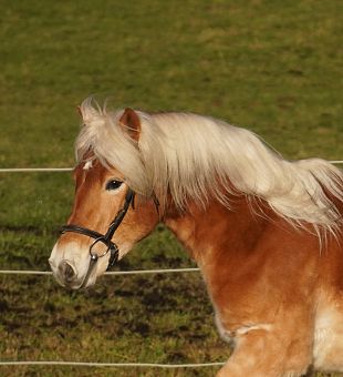 Haflinger Junghengst Almstern GK