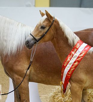 ARGE Haflinger Bundeschampionat 2024