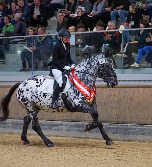 ARGE Noriker Bundeschampionat 2024